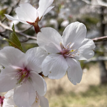 久礼地区大坂の満開の桜