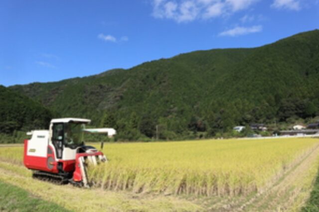 大野見米